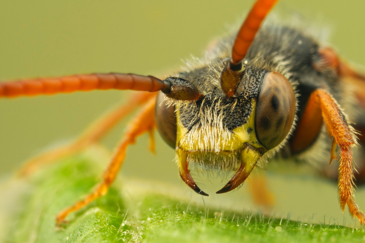 Nomada Bee 5